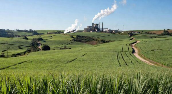 Plantação de cana-de-açúcar no Brasil, impactada por preços globais de açúcar devido a medicamentos como Ozempic e Wegovy.