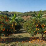Pomar de laranjeiras e bananeiras no Brasil com frutas maduras, ilustrando queda nos preços de banana e laranja devido a oferta elevada.