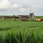 Plantação de cana-de-açúcar no interior de São Paulo, representando safra agrícola com prejuízo registrado pela Zilor.