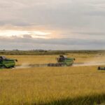 Campos de arroz no RS com máquinas colheitadeiras modernas destacando influência chinesa e tecnologia na abertura da colheita.