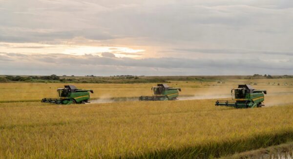 Campos de arroz no RS com máquinas colheitadeiras modernas destacando influência chinesa e tecnologia na abertura da colheita.