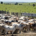 Rebanho de gado vivo em fazenda brasileira, recorde de exportação de 170 mil cabeças em janeiro.