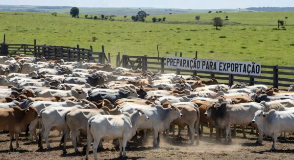 Rebanho de gado vivo em fazenda brasileira, recorde de exportação de 170 mil cabeças em janeiro.