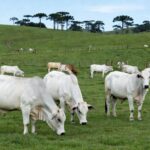 Rebanho de boi gordo em fazenda no interior de São Paulo, representando alta de 7,1% nos preços em fevereiro.