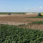 Plantação de soja no Brasil com áreas de perdas na colheita, vista ampla de lavoura no Centro-Oeste.
