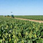 Plantação de soja sustentável no Brasil com tecnologias inovadoras da Embrapa durante Dia de Campo.