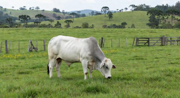 Touro Nelore em fazenda brasileira, representando liderança em pecuária e vendas de sêmen no Brasil.