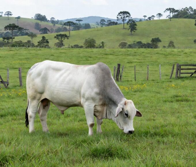 Touro Nelore em fazenda brasileira, representando liderança em pecuária e vendas de sêmen no Brasil.