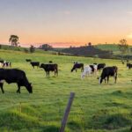 Arroba do boi gordo atinge R$ 360 em São Paulo com oferta restrita e exportações em alta