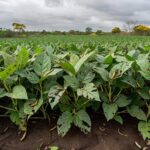 Mapa lança canal exclusivo para notificação de pragas agrícolas no Brasil