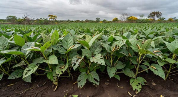 Mapa lança canal exclusivo para notificação de pragas agrícolas no Brasil