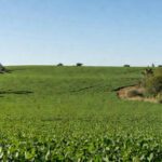 Preços da soja sobem no Brasil com demanda chinesa e real desvalorizado