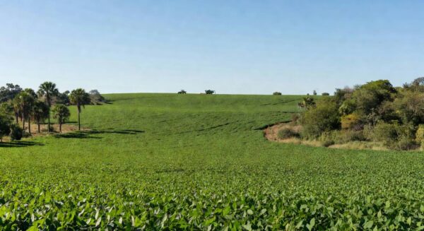 Preços da soja sobem no Brasil com demanda chinesa e real desvalorizado