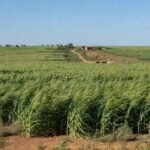Campo de sorgo forrageiro gigante BRS 716 em paisagem rural brasileira, lançamento da Embrapa para pecuária.