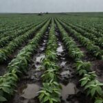 Campo de soja encharcado por chuvas intensas em Mato Grosso, paralisando a colheita e elevando riscos no agronegócio.