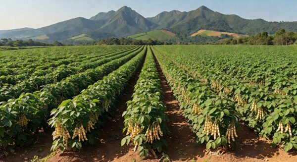 Plantação de feijão carioca em fazenda brasileira, ilustrando alta de 29,3% nos preços em fevereiro e recorde histórico.