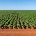 Plantação de soja no Brasil, com campos verdes sob céu azul, ilustrando queda nos preços em fevereiro de 2024 segundo Cepea.