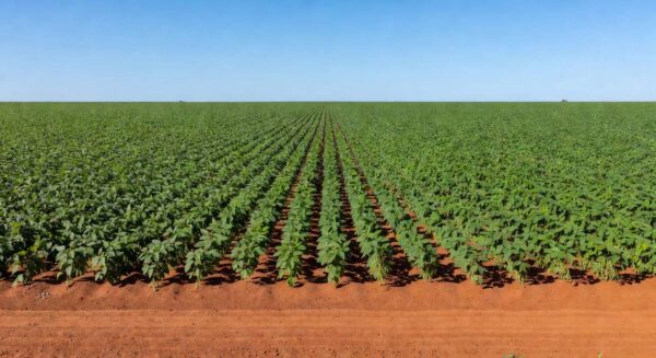 Plantação de soja no Brasil, com campos verdes sob céu azul, ilustrando queda nos preços em fevereiro de 2024 segundo Cepea.