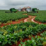Campos de soja no Brasil pressionados pela queda de preços na Bolsa de Chicago após decisão do Fed.
