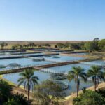 Tanques de piscicultura no Brasil com produção recorde de peixes cultivados, águas calmas e vegetação tropical ao fundo.