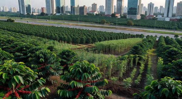 Cafezal urbano no Brasil expandido com mil novas cultivares de café, em estilo fotojornalístico realista.