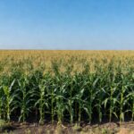 Campos de milho em plantação no Brasil, representando safra agrícola reduzida para 141,71 milhões de toneladas.