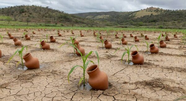Sistema IrrigaPote da Embrapa em lavoura brasileira durante seca, economizando 90% de água em plantações.