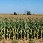 Plantação de milho no Brasil, representando exportações monitoradas devido a conflitos no Oriente Médio.