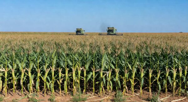 Plantação de milho no Brasil, representando exportações monitoradas devido a conflitos no Oriente Médio.