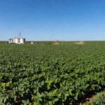 Lavoura de soja no Brasil, simbolizando investimentos e crédito democratizado no agronegócio.
