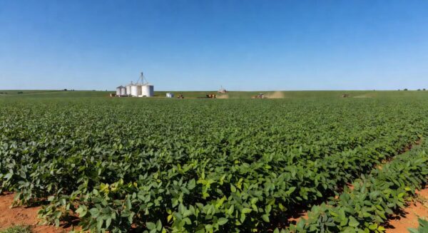 Lavoura de soja no Brasil, simbolizando investimentos e crédito democratizado no agronegócio.