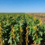 Campo de soja no Brasil com indícios de migração de áreas de milho, representando safra equilibrada.