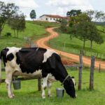 Vaca leiteira em fazenda rural brasileira, ilustrando produção de leite animal.