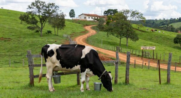 Vaca leiteira em fazenda rural brasileira, ilustrando produção de leite animal.
