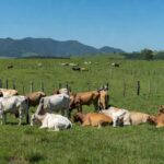 Rebanho de bois em fazenda brasileira, ilustrando alta no mercado de boi gordo apesar de tensões no Oriente Médio.