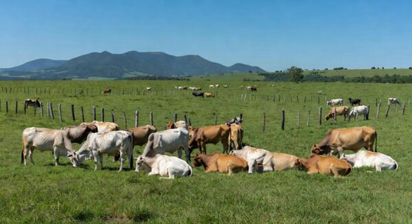 Rebanho de bois em fazenda brasileira, ilustrando alta no mercado de boi gordo apesar de tensões no Oriente Médio.