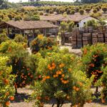 Pomar de laranjeiras no Brasil com frutas maduras e caixas, representando queda em estoques de suco de laranja e projeção de alta.