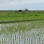 Plantação de arroz no Rio Grande do Sul, Brasil, em meio a crise e pedidos de restrições a importações.