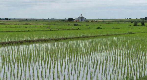 Plantação de arroz no Rio Grande do Sul, Brasil, em meio a crise e pedidos de restrições a importações.