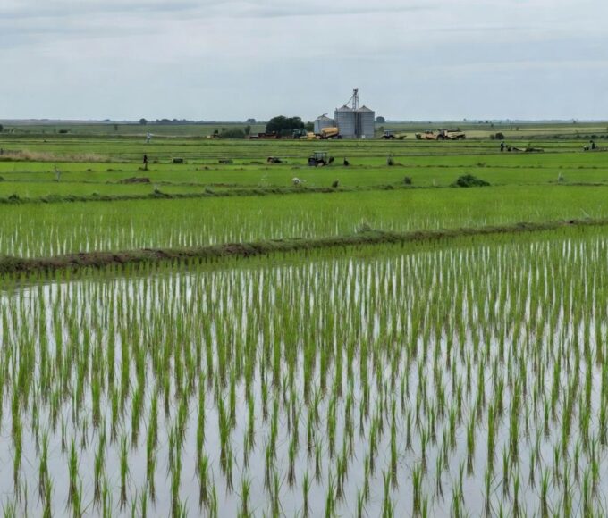 Plantação de arroz no Rio Grande do Sul, Brasil, em meio a crise e pedidos de restrições a importações.