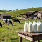 Fazenda leiteira em Minas Gerais com vacas pastando e garrafas de leite fresco, representando produtos de origem animal.