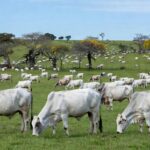 Rebanho de gado Nelore em fazenda brasileira, representando o legado na pecuária com 1 milhão de doses de sêmen.