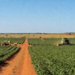Plantação de soja em Tocantins, perpetuando legado familiar desde 1984, com campos verdes e máquinas agrícolas no Cerrado brasileiro.