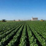 Plantação de soja no Brasil, simbolizando agronegócio e potencial mercado na Índia.