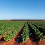 Plantação de soja sustentável no oeste da Bahia, destacando práticas ecológicas no Projeto Soja Brasil.