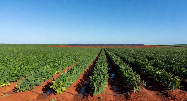Plantação de soja sustentável no oeste da Bahia, destacando práticas ecológicas no Projeto Soja Brasil.