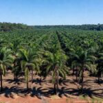 Plantação de dendezeiros no Pará, ilustrando venda de operações da Agropalma pela Alfa Participações ao Grupo Daabon.