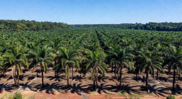 Plantação de dendezeiros no Pará, ilustrando venda de operações da Agropalma pela Alfa Participações ao Grupo Daabon.