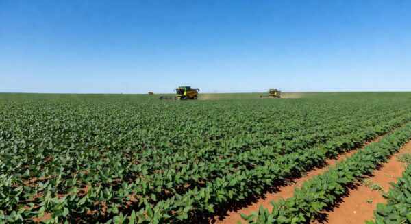 Plantação de soja em Mato Grosso, Brasil, durante a safra 2025/26, com campos verdes extensos.