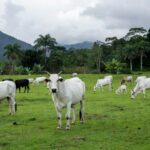 Rebanho de gado Tabapuã em fazenda no Rio de Janeiro, representando pioneirismo na pecuária brasileira.